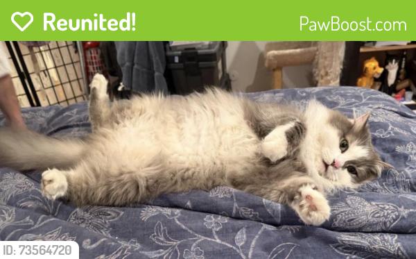 Reunited Male Cat last seen Dawes St and Mayfair Dr in Libertyville, Libertyville, IL 60048