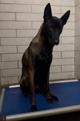 Shelter Stray Female Dog last seen Near W Kile Rd, Thornton, CA 95686, USA, 1575 S Lincoln St, Stockton, CA 95206, USA