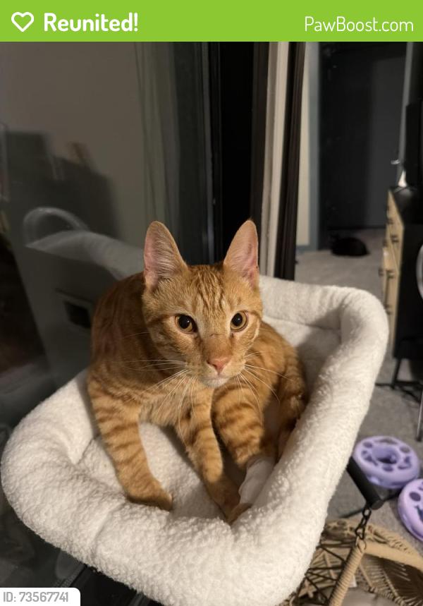 Reunited Male Cat last seen Near s westshore blvd Tampa FL, Tampa, FL 33616