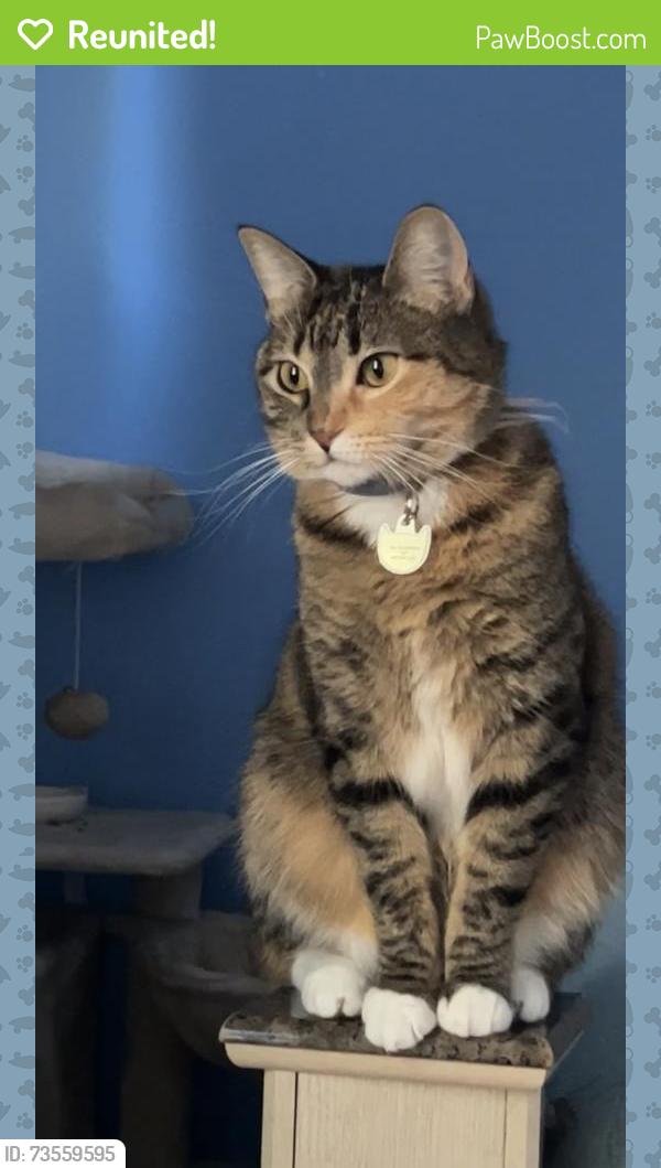 Reunited Female Cat last seen Military Pkwy, Mesquite, TX 75149