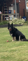 Lost Female Dog last seen Shields Road and Winchester Rd, Huntsville, AL 35811
