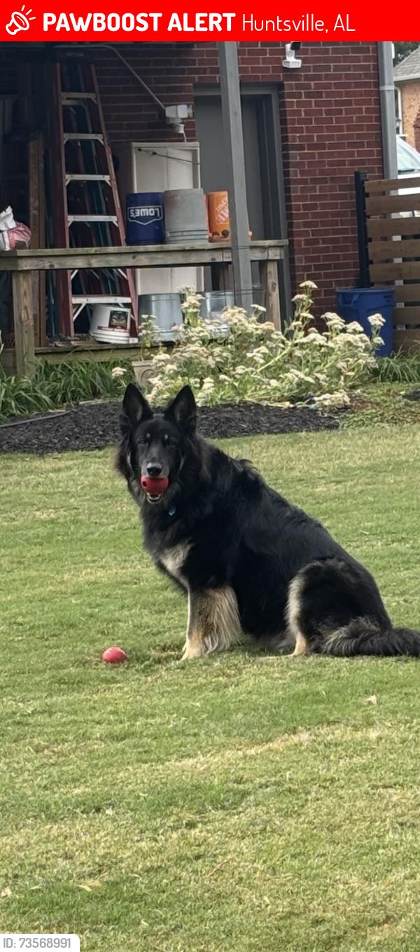 Lost Female Dog last seen Shields Road and Winchester Rd, Huntsville, AL 35811