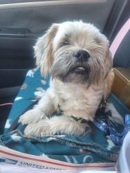 Found/Stray Male Dog last seen Fruitridge and Franklin, Sacramento, CA 95820