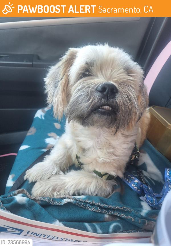 Found/Stray Male Dog last seen Fruitridge and Franklin, Sacramento, CA 95820
