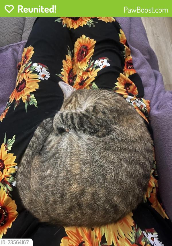 Reunited Female Cat last seen Third yard on Trailwood drive, near Lee Rogers rd, Hubert, NC 28539