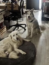 Lost Female Dog last seen Sepulveda, Los Angeles, CA 91345