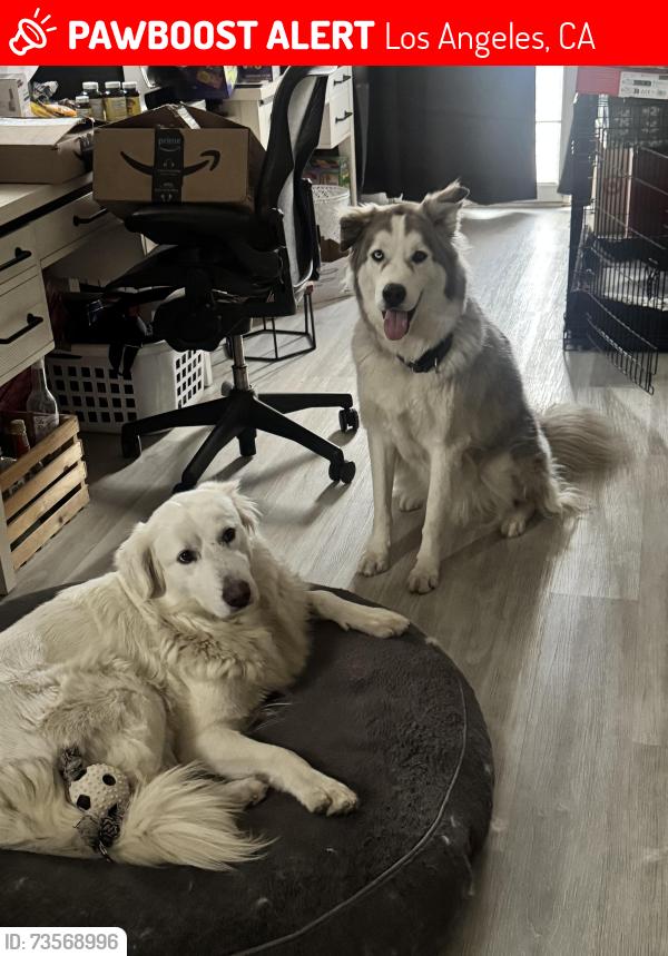 Lost Female Dog last seen Sepulveda, Los Angeles, CA 91345