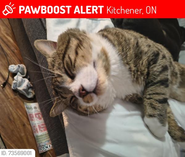Lost Male Cat last seen Riverroad, Kitchener, ON 