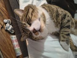 Lost Male Cat last seen Riverroad, Kitchener, ON 