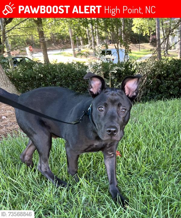 Lost Male Dog last seen Walmart South Main St. High Point NC, 27263, High Point, NC 27260