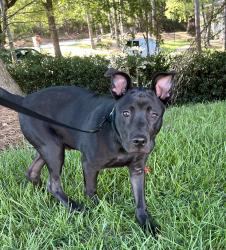 Lost Male Dog last seen Walmart South Main St. High Point NC, 27263, High Point, NC 27260