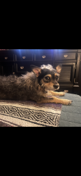 Lost Male Dog last seen Teaside Dr, Houston, TX 77066