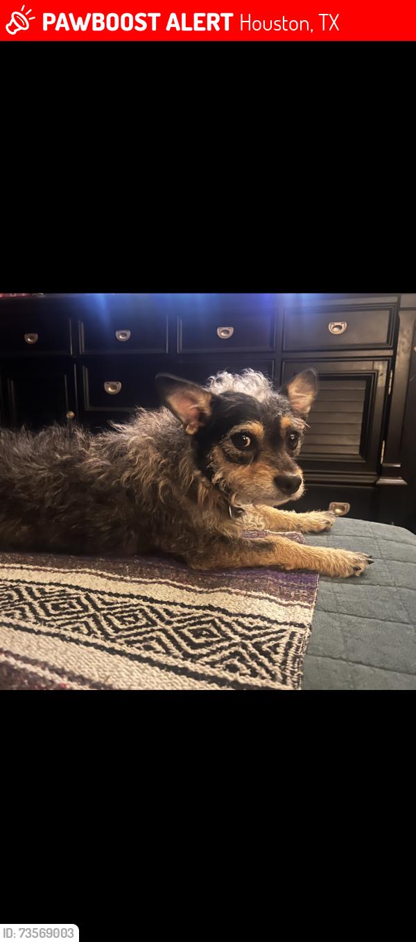 Lost Male Dog last seen Teaside Dr, Houston, TX 77066