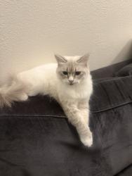 Lost Female Cat last seen in the street, Houston, TX 77070