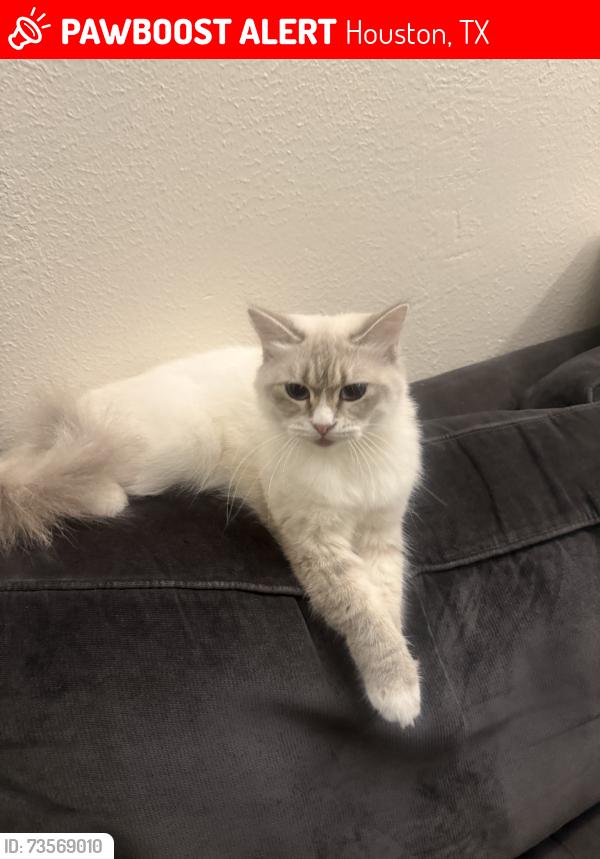 Lost Female Cat last seen in the street, Houston, TX 77070