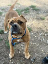 Shelter Stray Female Dog last seen Near BLOCK E BEACON AVE, TULARE, CA, Visalia, CA 93292, USA