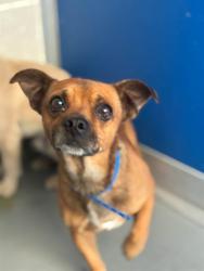 Shelter Stray Male Dog last seen Near BLOCK ROAD 68, VISALIA, CA, Visalia, CA 93292, USA