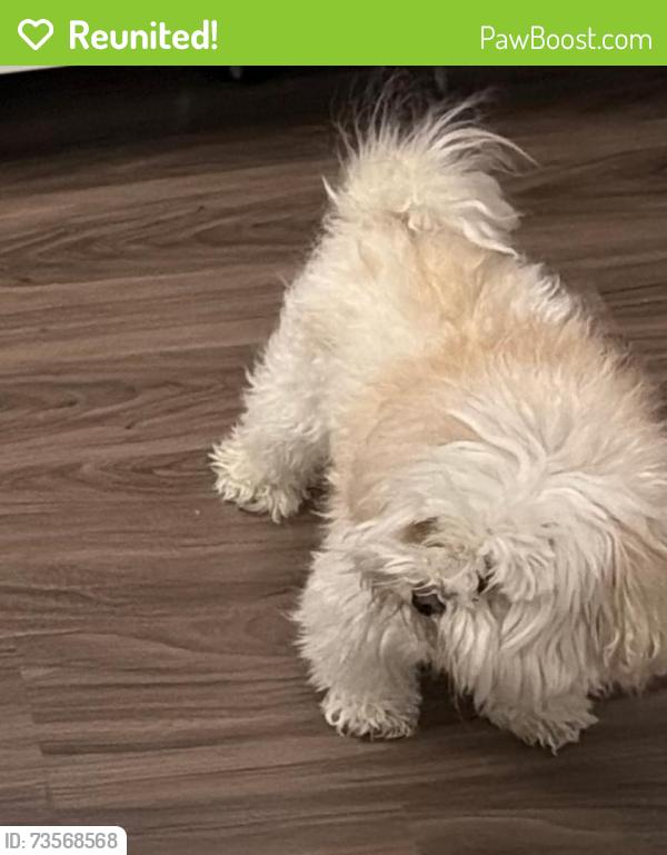 Reunited Male Dog last seen Columbus and Kelly, Peoria Heights, IL 61616