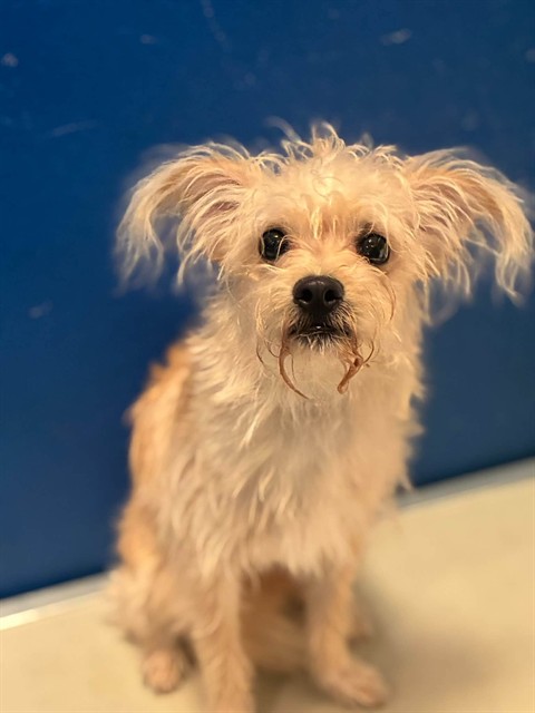 Shelter Stray Male Dog last seen Near BLOCK MANZANITA, IVANHOE, CA, Visalia, CA 93292, USA