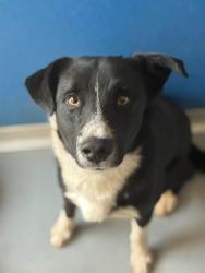Shelter Stray Male Dog last seen Near BLOCK AVE 252, LINDSAY, CA, Visalia, CA 93292, USA