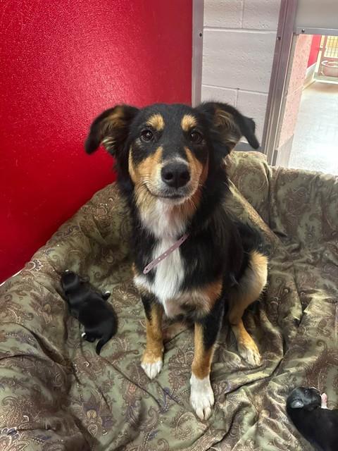 Shelter Stray Female Dog last seen Near BLOCK AVE 252, LINDSAY, CA, Visalia, CA 93292, USA