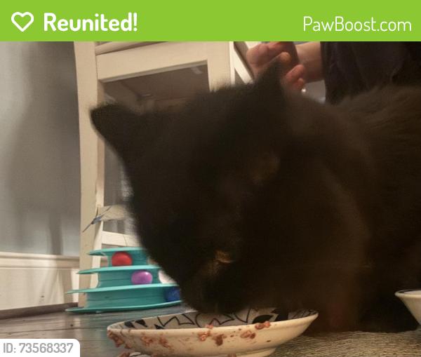 Reunited Male Cat last seen Des Plaines River Trail- Yellow Trail Unpaved by Big Bend Lake, Des Plaines, IL 60016