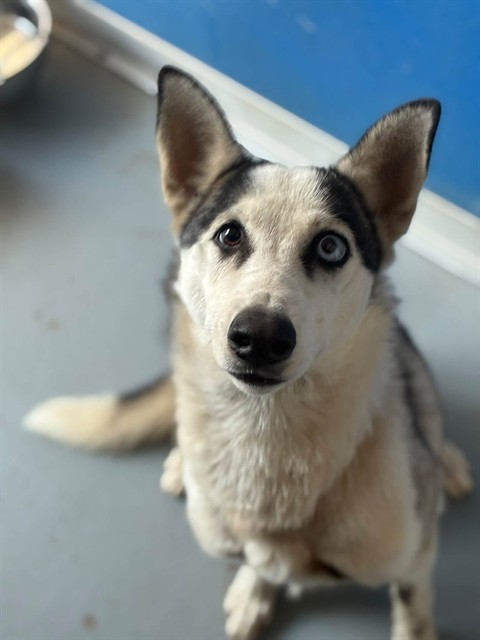 Shelter Stray Female Dog last seen Near BLOCK AVE 92, TERRA BELLA, CA, Visalia, CA 93292, USA