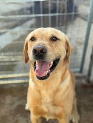Shelter Stray Male Dog last seen Near BLOCK ROAD 96 TULARE, Visalia, CA 93292, USA