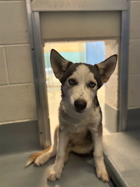 Shelter Stray Male Dog last seen Near BLOCK ROAD 168 TULARE, Visalia, CA 93292, USA