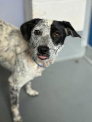 Shelter Stray Male Dog last seen Near BLOCK RD 112, Visalia, CA 93292, USA