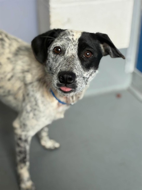 Shelter Stray Male Dog last seen Near BLOCK RD 112, Visalia, CA 93292, USA