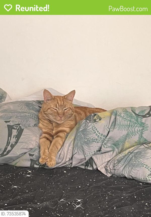 Reunited Male Cat last seen Near Tesco, Luton Road, Hertfordshire, England AL5 3AT