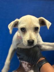 Shelter Stray Female Dog last seen Near BLOCK RD 112, Visalia, CA 93292, USA