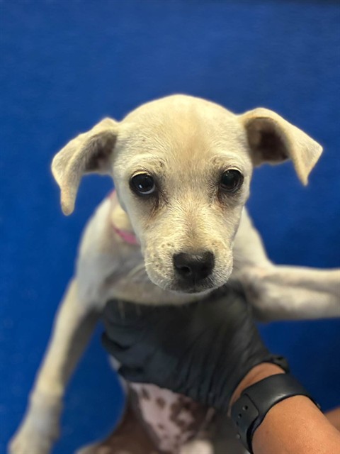 Shelter Stray Female Dog last seen Near BLOCK RD 112, Visalia, CA 93292, USA
