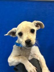 Shelter Stray Male Dog last seen Near BLOCK RD 112, Visalia, CA 93292, USA