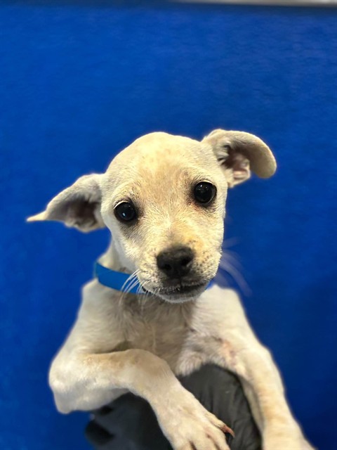 Shelter Stray Male Dog last seen Near BLOCK RD 112, Visalia, CA 93292, USA