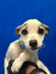 Shelter Stray Male Dog last seen Near BLOCK RD 112, Visalia, CA 93292, USA