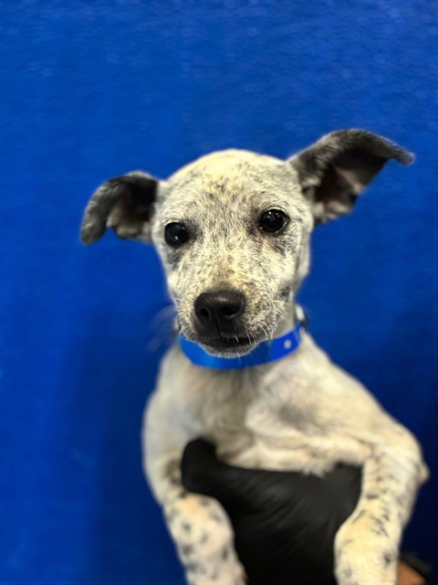 Shelter Stray Male Dog last seen Near BLOCK RD 112, Visalia, CA 93292, USA