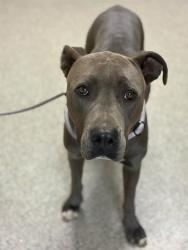 Shelter Stray Female Dog last seen Near BLOCK EMDEN ROAD GOSHEN, Visalia, CA 93292, USA