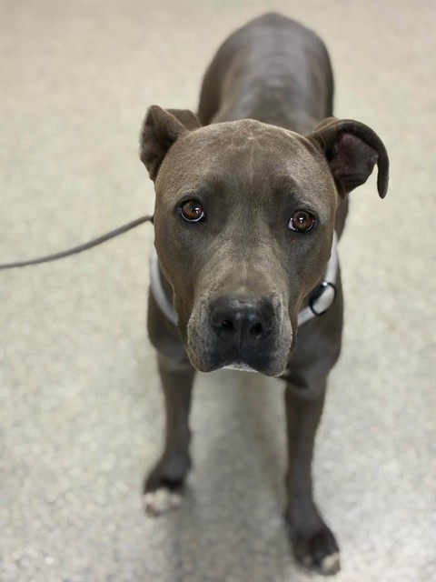 Shelter Stray Female Dog last seen Near BLOCK EMDEN ROAD GOSHEN, Visalia, CA 93292, USA