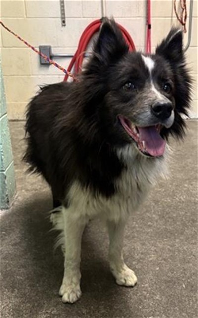 Shelter Stray Male Dog last seen STOCKTON BLVD & LEMON HILL AVE, 2127 Front St, Sacramento, CA 95818, USA
