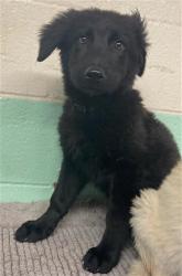 Shelter Stray Female Dog last seen ARENA BLVD & TRUXEL RD, 2127 Front St, Sacramento, CA 95818, USA