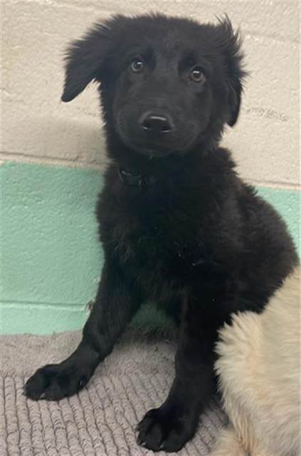 Shelter Stray Female Dog last seen ARENA BLVD & TRUXEL RD, 2127 Front St, Sacramento, CA 95818, USA