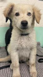 Shelter Stray Male Dog last seen ARENA BLVD & TRUXEL RD, 2127 Front St, Sacramento, CA 95818, USA