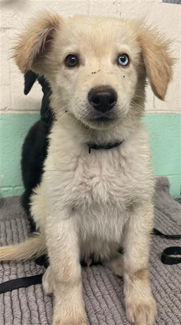 Shelter Stray Male Dog last seen ARENA BLVD & TRUXEL RD, 2127 Front St, Sacramento, CA 95818, USA