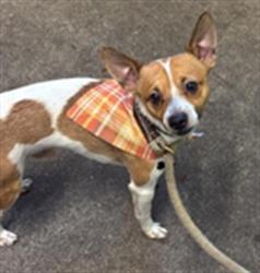 Shelter Stray Male Dog last seen TRI STATIONS RD & ROSEVILLE RD, 2127 Front St, Sacramento, CA 95818, USA