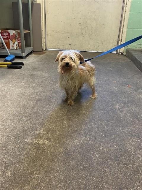 Shelter Stray Female Dog last seen 6TH ST & UPTOWN ALY, 2127 Front St, Sacramento, CA 95818, USA