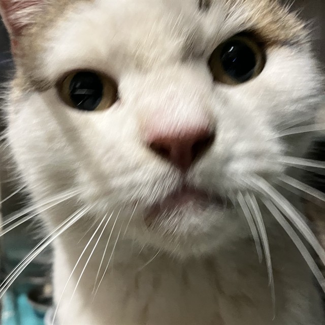 Shelter Stray Female Cat last seen Near BLOCK OF WOOD ST, 1590 Fortmann Way, Alameda, CA 94501, USA