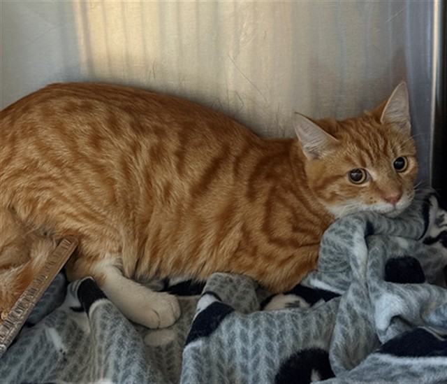 Shelter Stray Male Cat last seen LARCHMONT DR/TURNER DR, 95660, 3839 Bradshaw Rd, Sacramento, CA 95827, USA