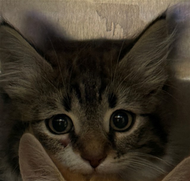 Shelter Stray Unknown Cat last seen LARCHMONT DR/TURNER DR, 95660, 3839 Bradshaw Rd, Sacramento, CA 95827, USA
